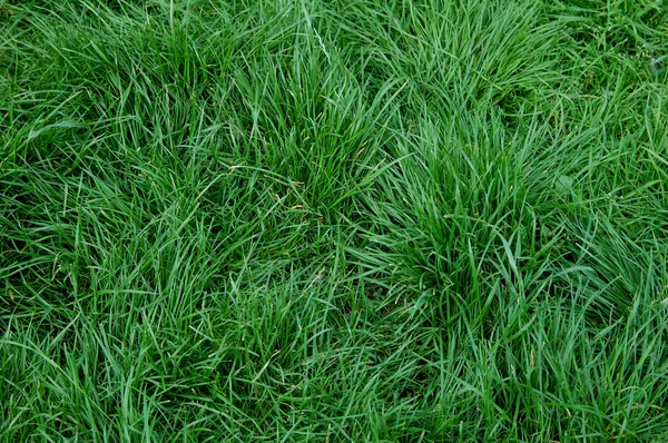 Zelené pozadí trávy — Stock fotografie