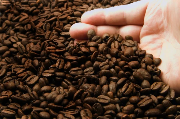 Hand with coffee bean — Stock Photo, Image