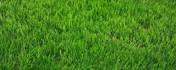 Iarbă verde — Fotografie, imagine de stoc