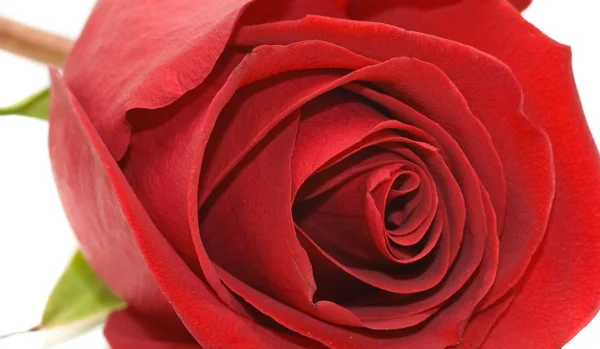 Macro rosa rossa — Foto Stock