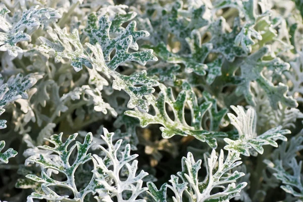 Stock image Plant