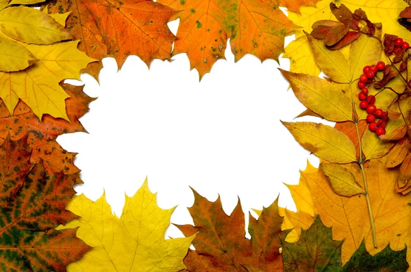 stock image Autumn fall leaf frame