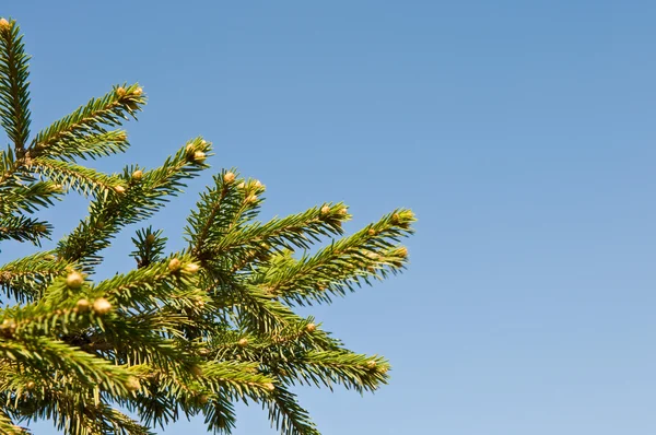 Takken van een dennenboom — Stockfoto