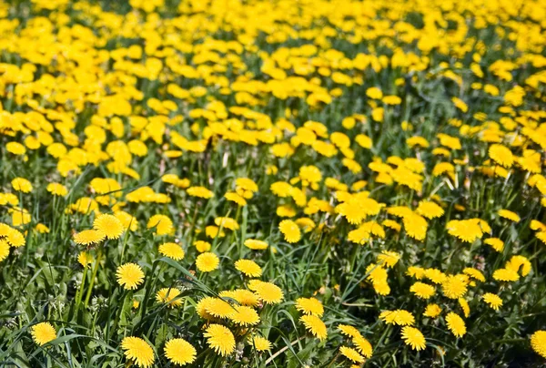 stock image Wild yellow flowers