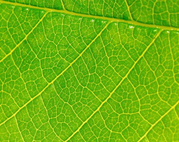 Green leaf macro — Stock Photo, Image