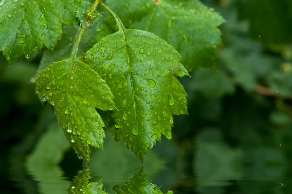 Wet leaves — Stock Photo, Image