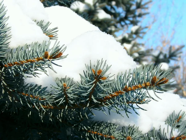 stock image Blue fir-tree