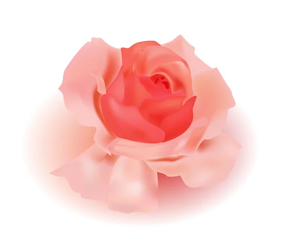 Роза. — стоковый вектор