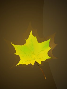 Maple leaf illustration. clipart