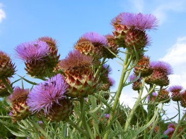 Flowers of thistle clipart