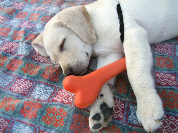 Asleep puppy — Stock Photo, Image
