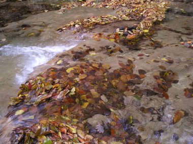 sonbahar Nehri