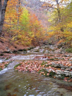 sonbahar Nehri