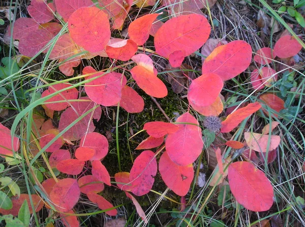 Сarpet of leaves — Stock Photo, Image
