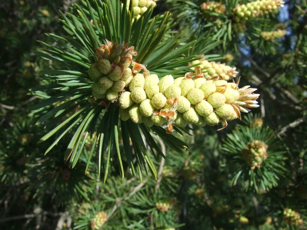 stock image Flowering pine