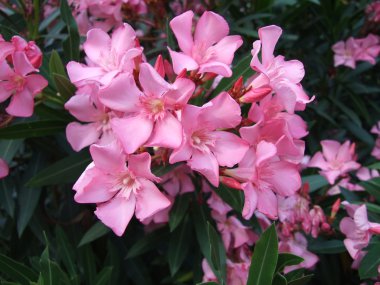 Pink oleander clipart