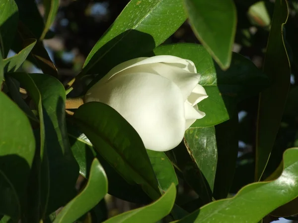 Weiße Magnolie — Stockfoto