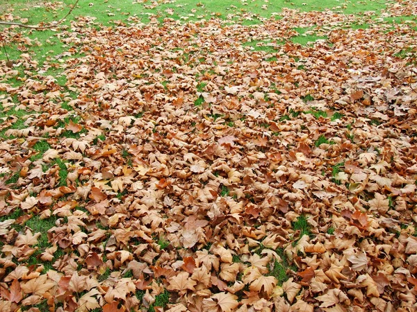 Alfombra de hojas — Foto de Stock