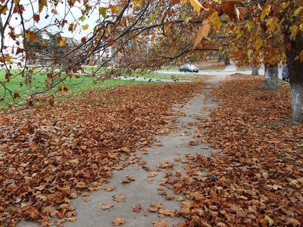 Folhas caídas — Fotografia de Stock