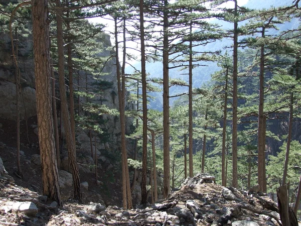 Montanha floresta piny — Fotografia de Stock