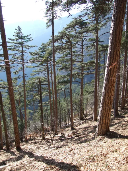 Kalafonia lasów górskich — Zdjęcie stockowe