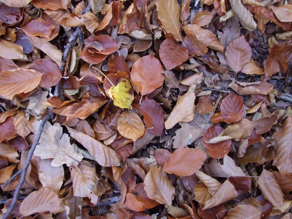 Chalupa de folhas — Fotografia de Stock