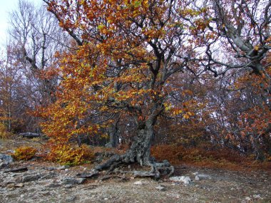 sonbahar ormanı