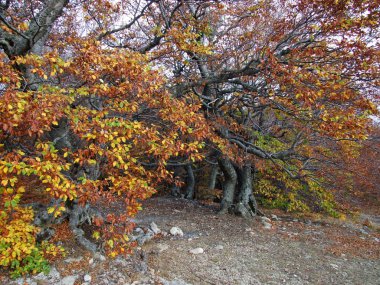 sonbahar ormanı