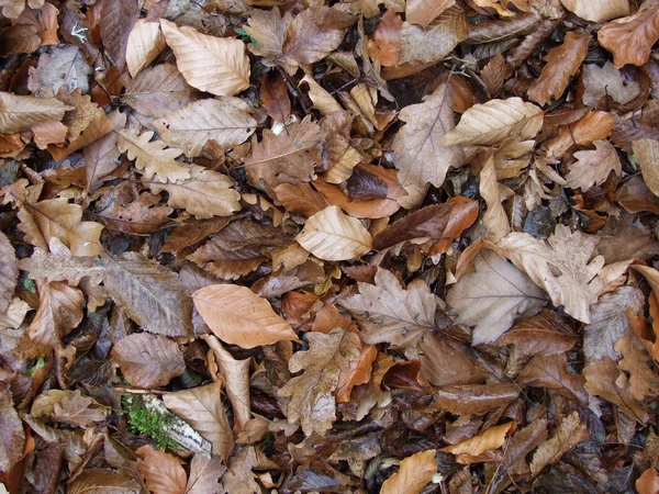 잎의 Сarpet — 스톡 사진
