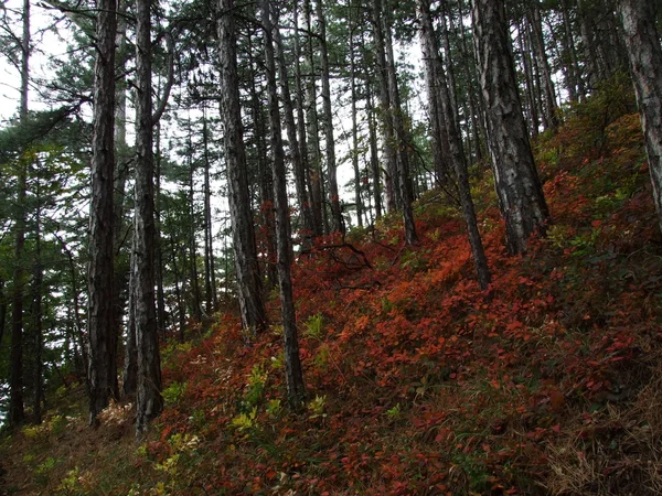 Montanha floresta piny — Fotografia de Stock