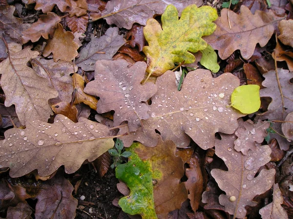 오크 재의 잎 — 스톡 사진