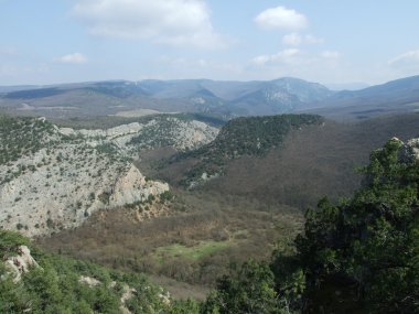 Ardıç ormanı