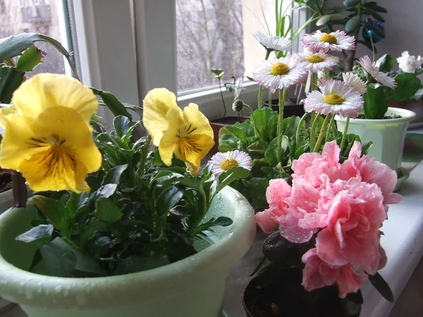 stock image Flowers on the window-sill