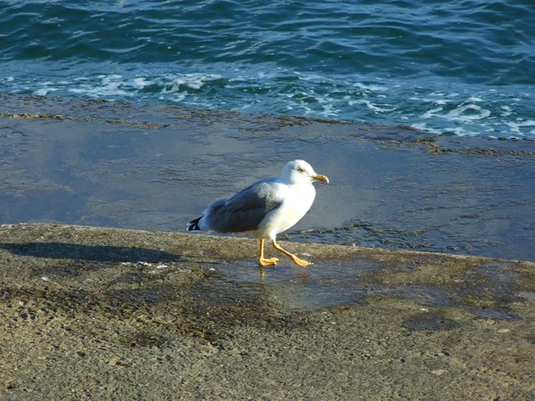 Sea-gull — Zdjęcie stockowe
