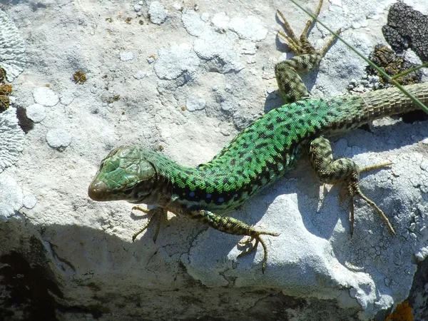 stock image Lizard