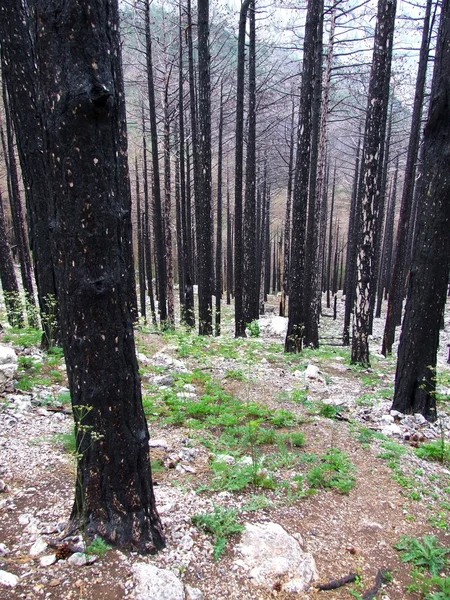 Verbrande bos — Stockfoto