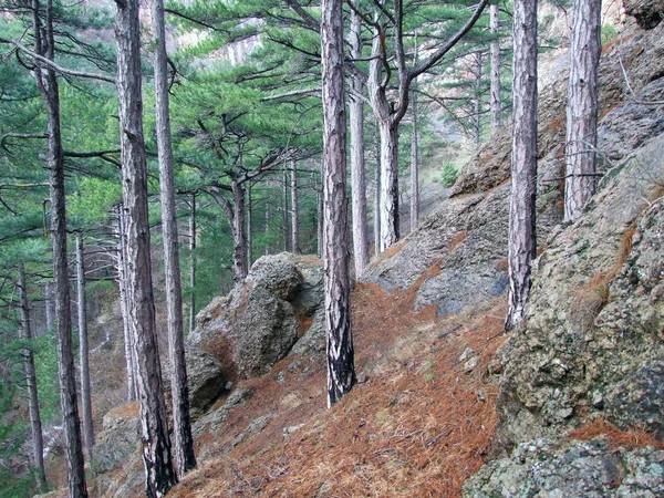 Горный сосновый лес — стоковое фото