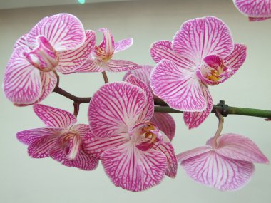 Orchid clipart