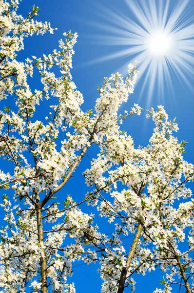 Underbara plommonträd blossom. — Stockfoto