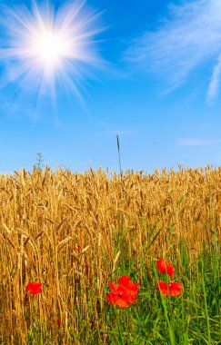 Wonderful red poppies and golden field o clipart