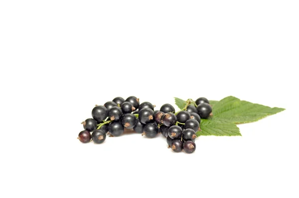 Grüne Blätter und schmackhafte schwarze Johannisbeeren auf — Stockfoto