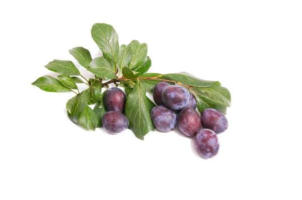 Juicy,tasty plums on a white. — Stock Photo, Image