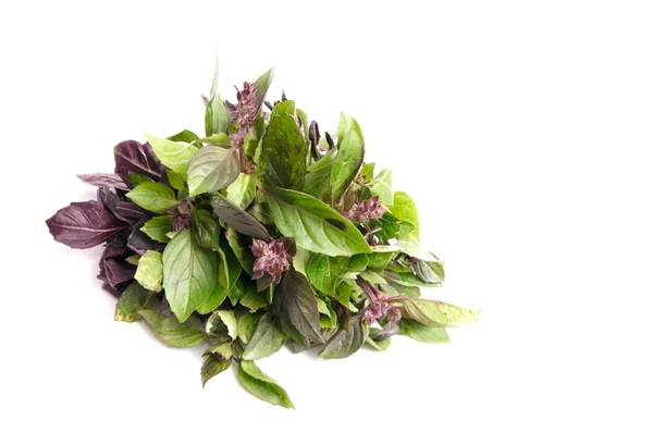 Smelling basil on a white. — Stock Photo, Image