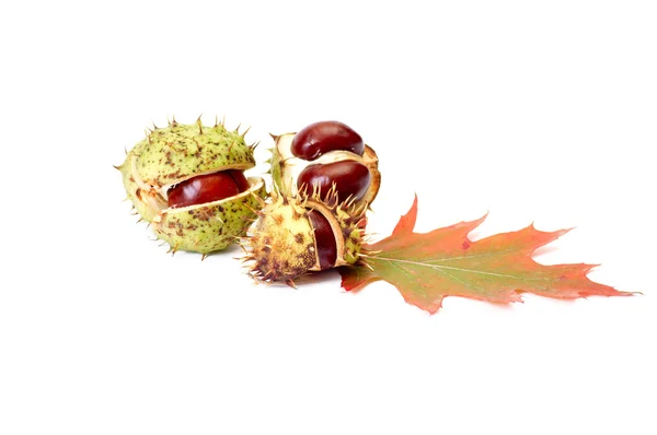 Nice autumn chestnuts and leaves on a wh — Stock Photo, Image