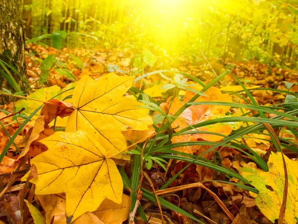 Fun sunbeams and golden leaves by autumn — Stock Photo, Image