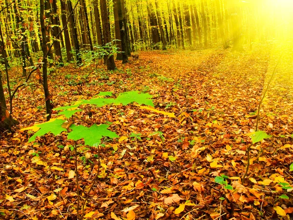 Engraçado pôr do sol na floresta pelo outono . — Fotografia de Stock
