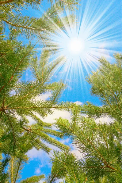 Maravillosa vista del sol y la rama de pino — Foto de Stock