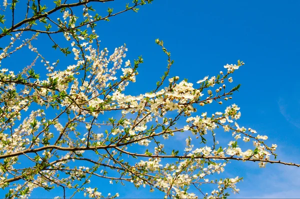Wiosną kwitnące drzewo śliwkowe. — Zdjęcie stockowe