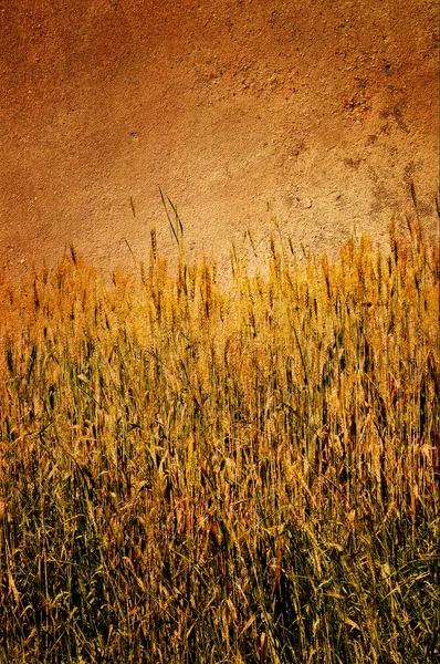 Old wall and gold field pasted on it. — Stockfoto