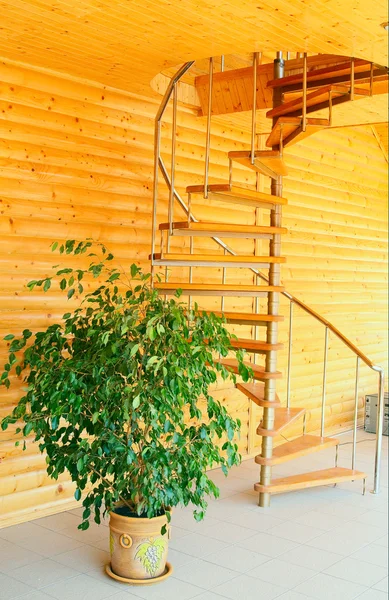 Spiral staircase and ficus in the moder — Stock Photo, Image